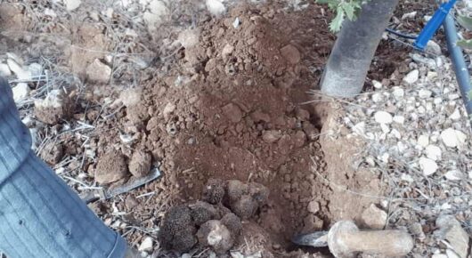 Perros truferos 2 recolección de la trufa negra