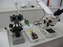 Micorrización de trufas en laboratorio con plantas micorrizadas