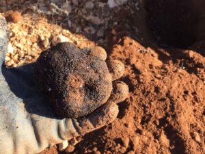 Trufa blanca Mas de Sant Antoni fresca y gourmet para cocina y venta online